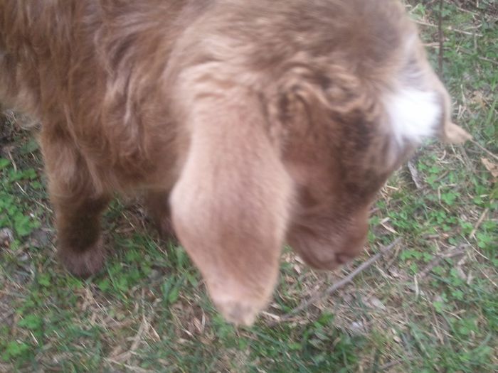 2014-03-26 15.00.12 - capritele mele dragi