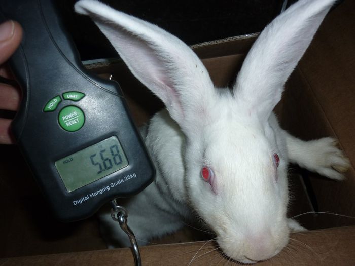 greutate cu tot cu cutie