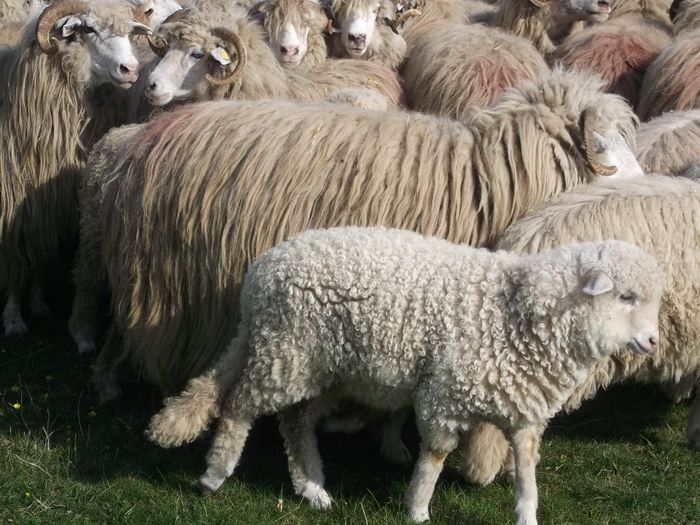 Picture 1263 - Productia De Miei 2014