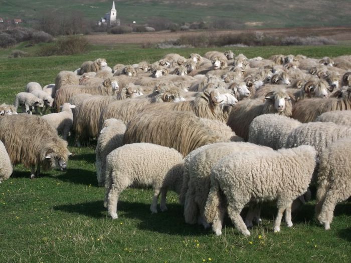 Picture 1269 - Productia De Miei 2014