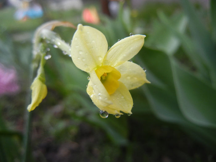 Narcissus Minnow (2014, March 26) - Narcissus Minnow