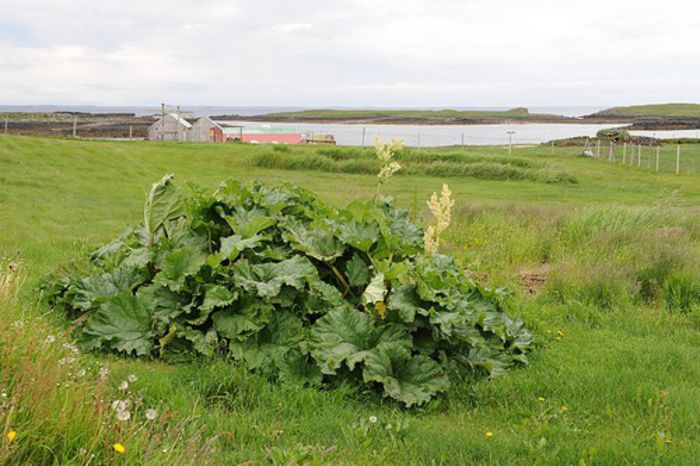 Rubarba salbatica; (Rheum rhabarbarum)http://www.culinar.ro/articole/hraneste-te-sanatos/rubarba-ce-este-si-cum-o-folosim/195/3062/
