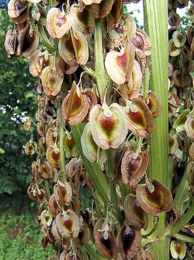 Rubarba salbatica-seminte - buruieni comestibile_medicinale