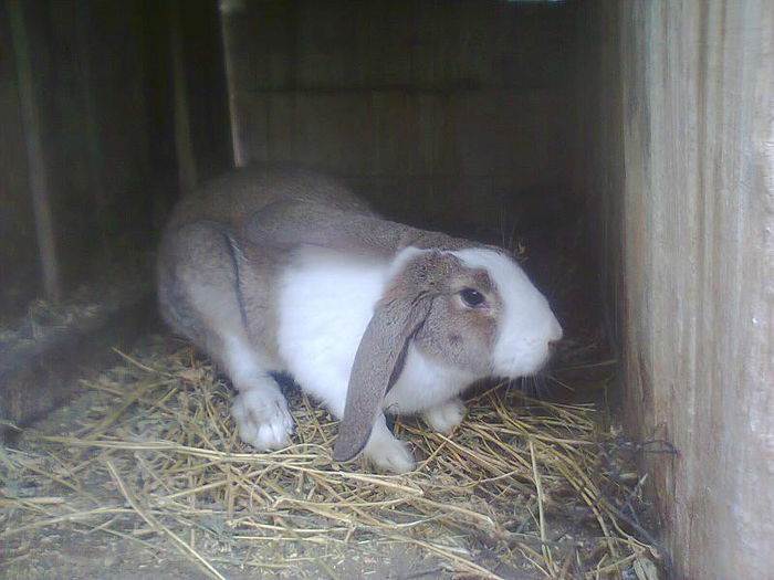 Fotografie0249 - RICA IEPURICA