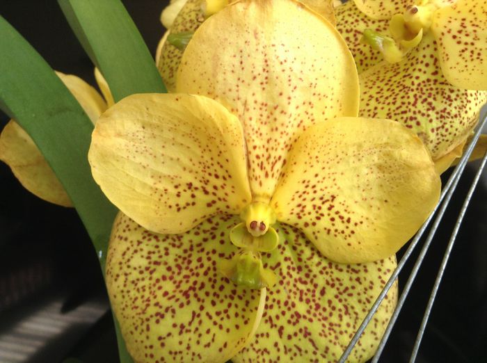 Floare mare! Vanda Yellow Magic - 0 Orhidee Vanda exclusiviste