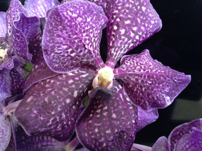 Vanda Sunanda Violetta Dark - 0 Orhidee Vanda exclusiviste