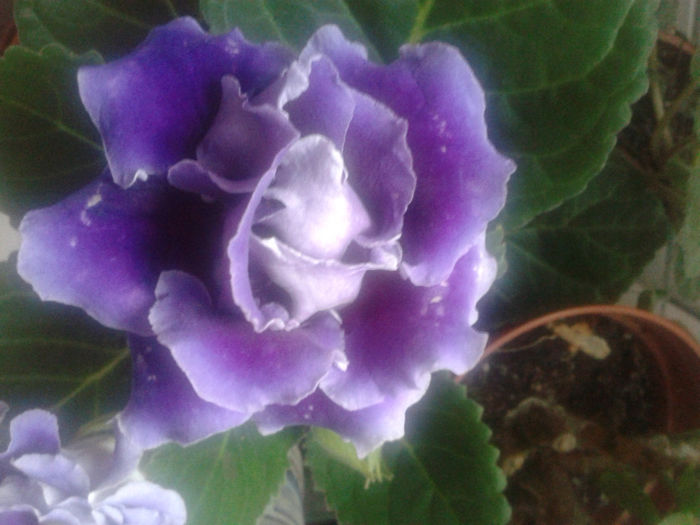 20140329_124222 - gloxinia 2014