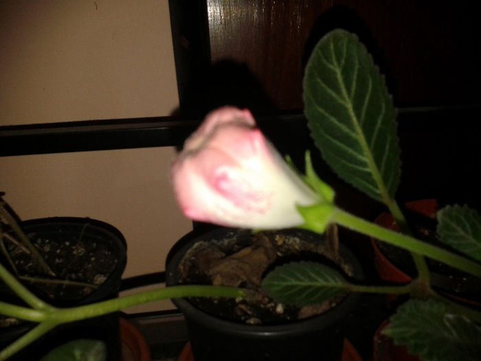 20140328_190311 - gloxinia 2014