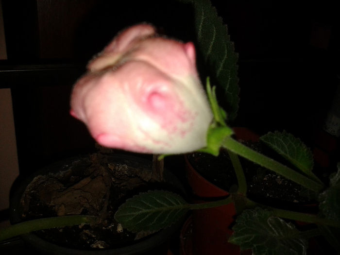 20140328_190347 - gloxinia 2014