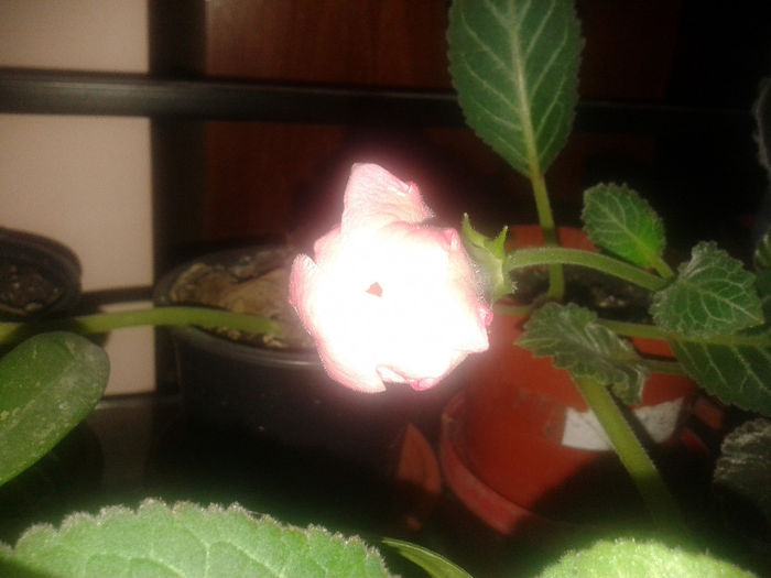 20140329_124129 - gloxinia 2014