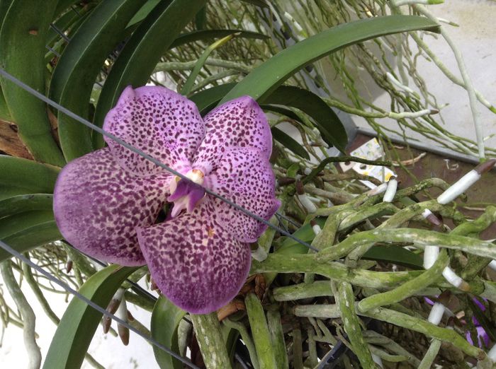3 tije - 0 Orhidee Vanda exclusiviste