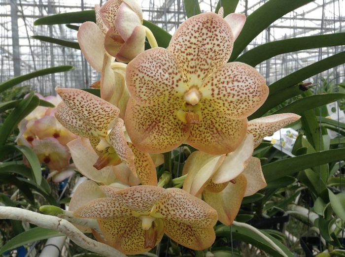 Absolut superba! - 0 Orhidee Vanda exclusiviste