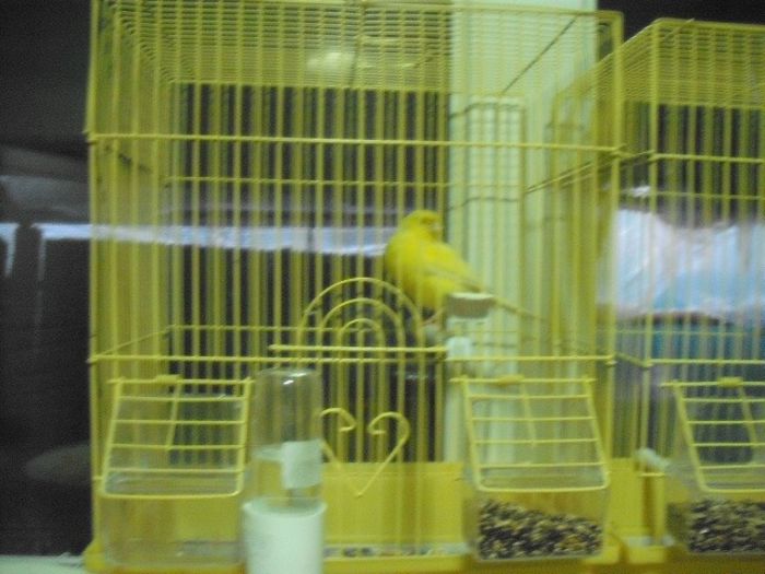 canari