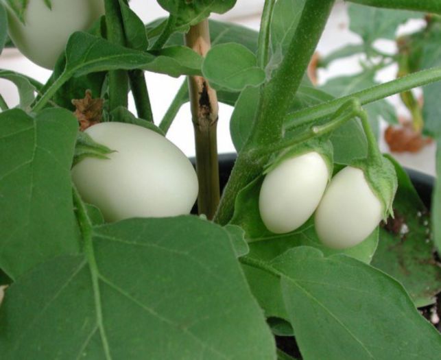 Planta ou sau vinata Thai; (Solanum melongena)
