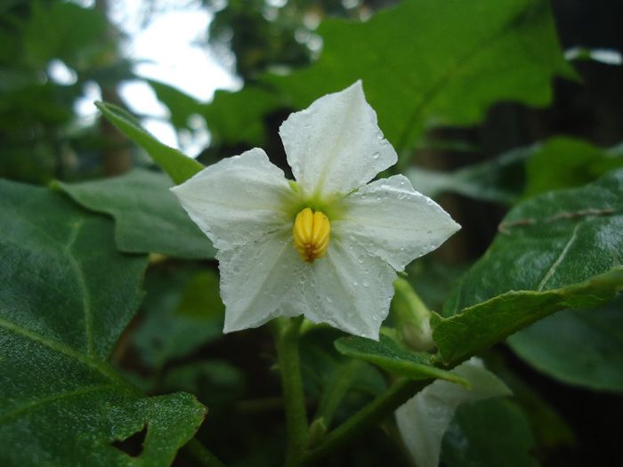 Planta ou-floare; (Solanum melongena)
