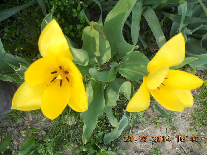 DSCN2523 - flori de primavara