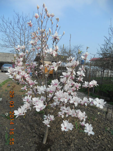 DSCN2542 - magnolii