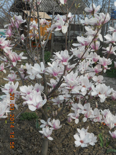 DSCN2543 - magnolii