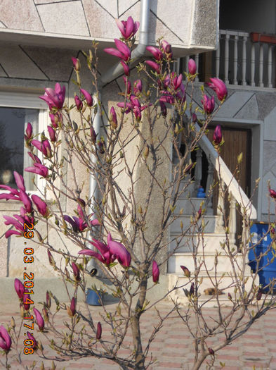 DSCN2546 - magnolii
