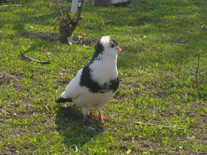 mascul fele