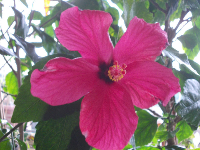 29 martie 2014-flori 024