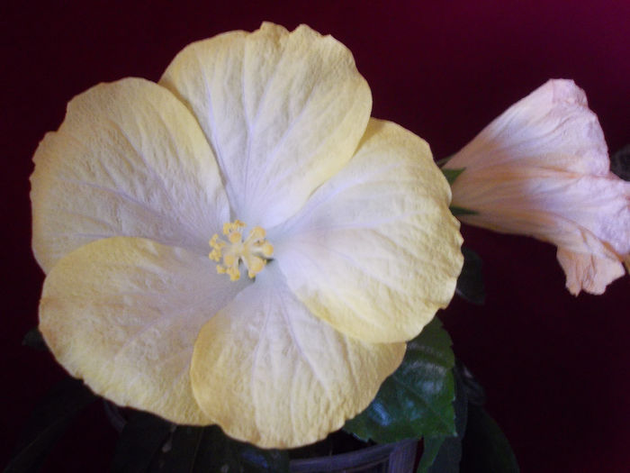 29 martie 2014-flori 037