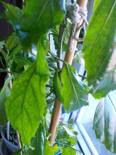 29 martie 2014-flori 041