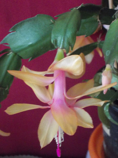 29 martie 2014-flori 077