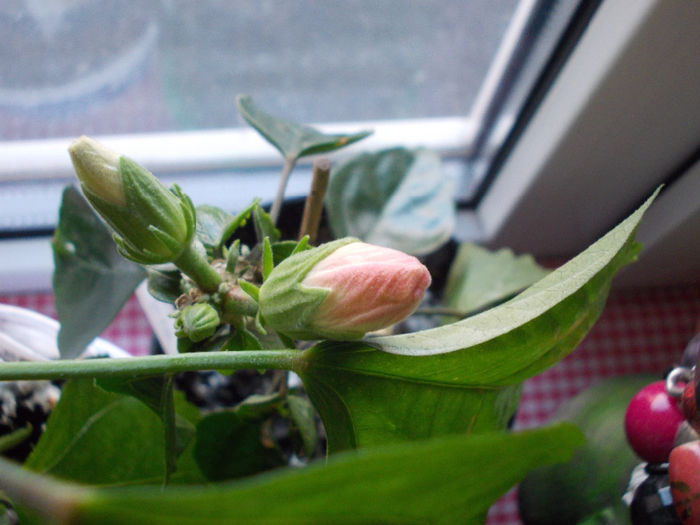 29 martie 2014-flori 105