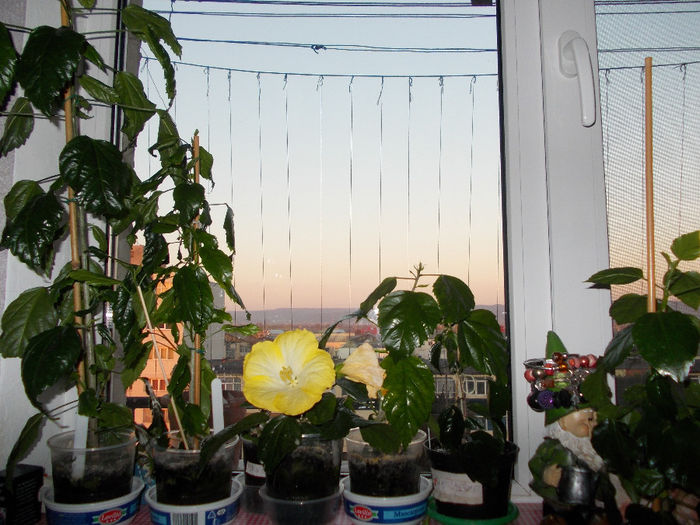 29 martie 2014-flori 111