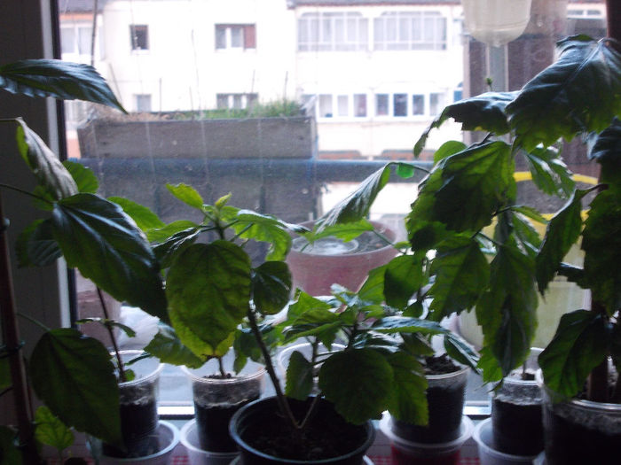 29 martie 2014-flori 112