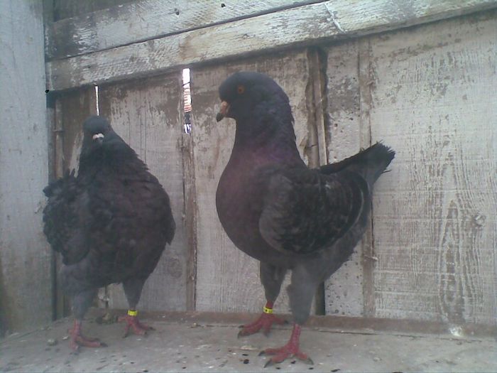 29032014(003) - Kingi