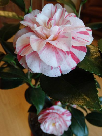 DSC00219 - Camelia japonica