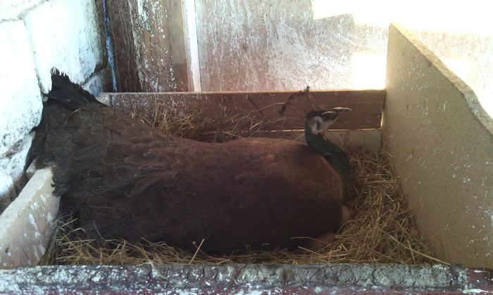 prima closca 2014 - PAUNI INDIA BLUE