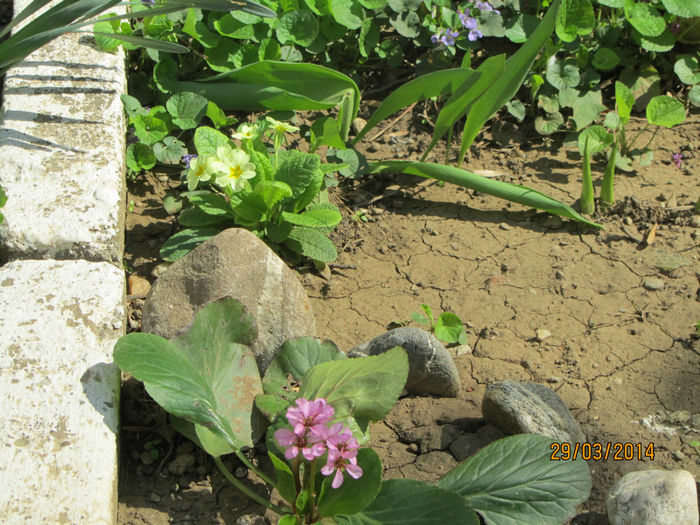 Bergenia