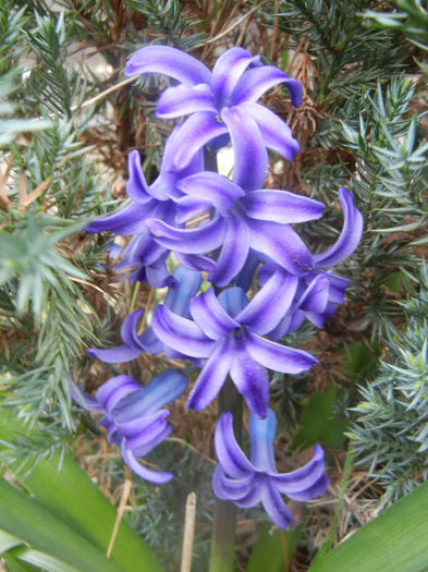 Hyacinth Blue Jacket (2014, March 25)