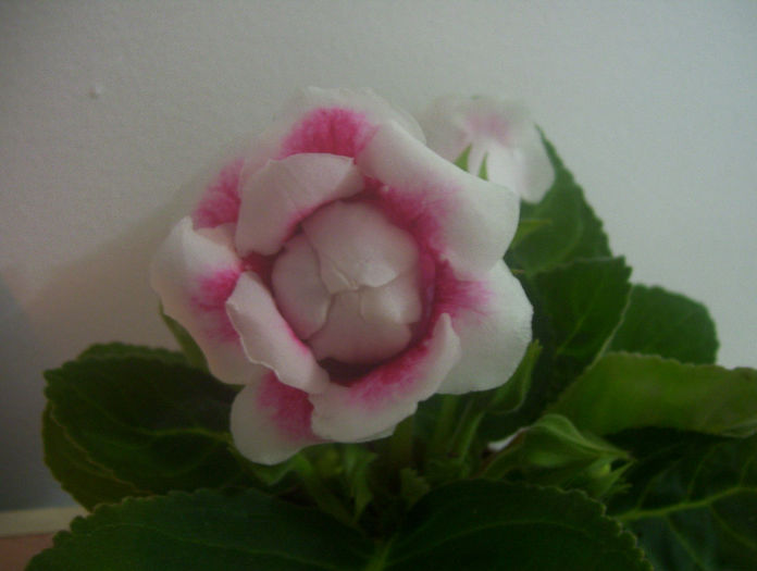 Picture 099 - gloxinia 2014