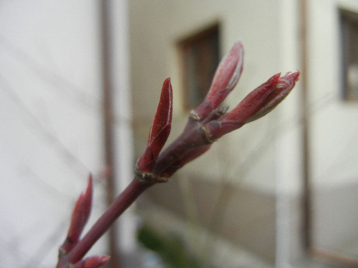 Acer palmatum Bloodgood (2014, Mar.26) - Acer palmatum Bloodgood