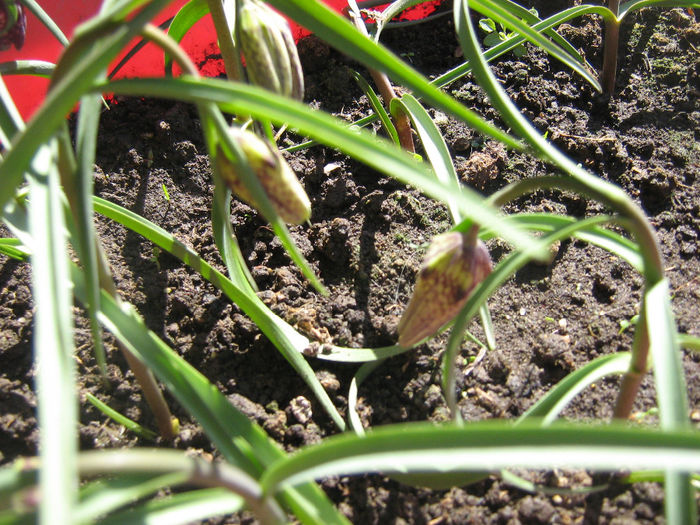 fritillaria meleagris 004