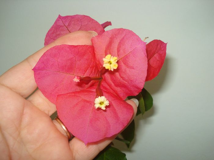 DSC07393 - BOUGAINVILLEA