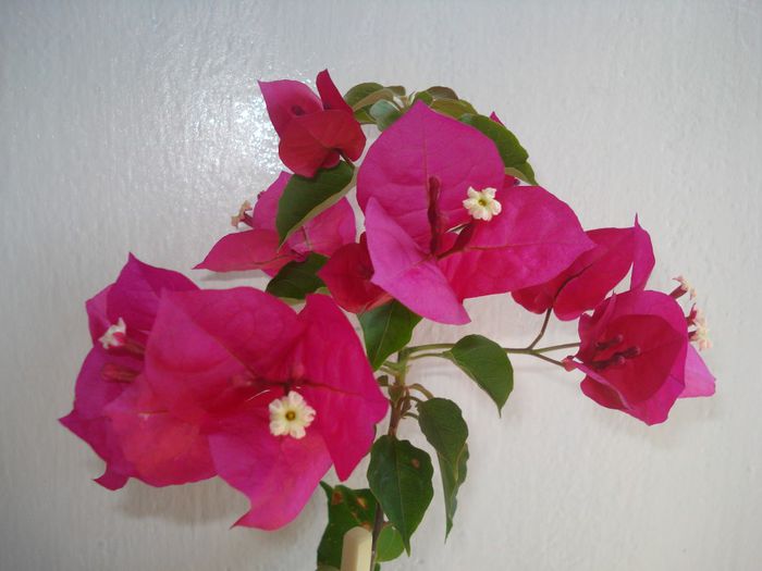 DSC07385 - BOUGAINVILLEA