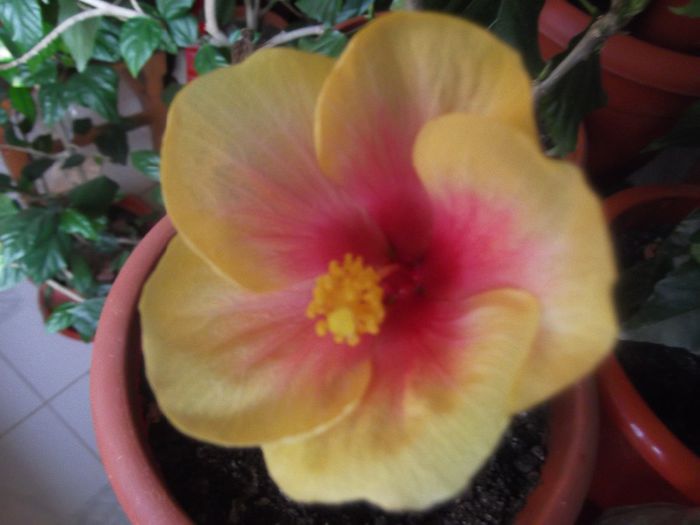 OBERON - hibiscusi