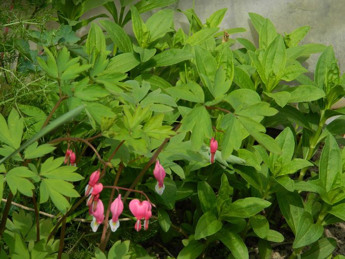 DSCN5155 dicentra - MARTIE_2_2014