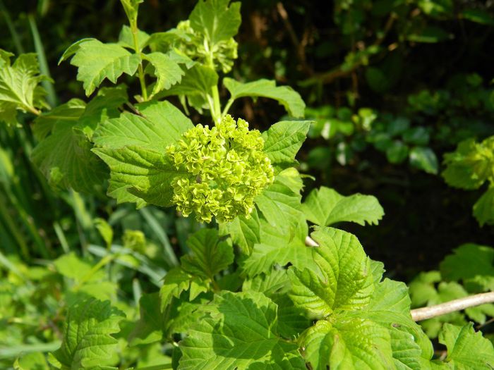 DSCN5227  Viburnum opulus - MARTIE_2_2014