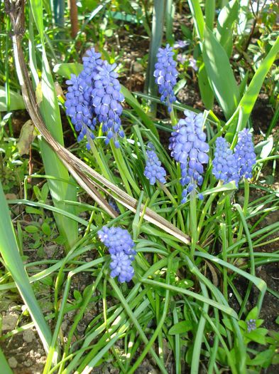 muscari - Gradina in 2014