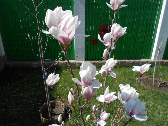 magnolie - yyy 2014 gradina mea