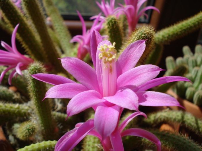 martie 2014 (5) - aporocactus flagelliformis