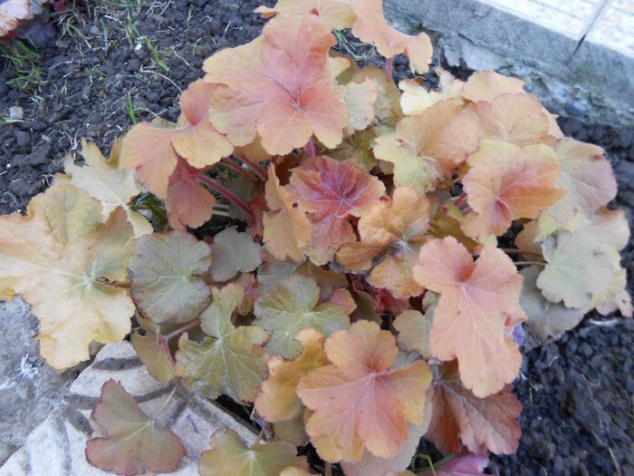 heuchera caramel - yyy 2014 gradina mea