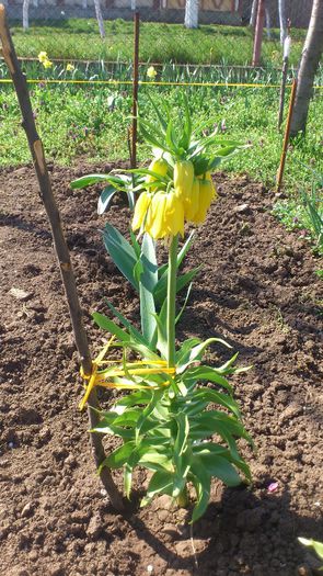 FRITILARIA IMPERIALS GALBEN; E primul an de cand lam cumparat
