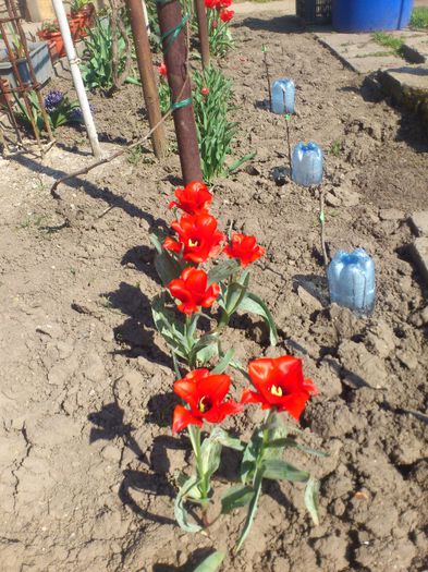 LALELE PITICE ROSI - LALELE SI NARCISE